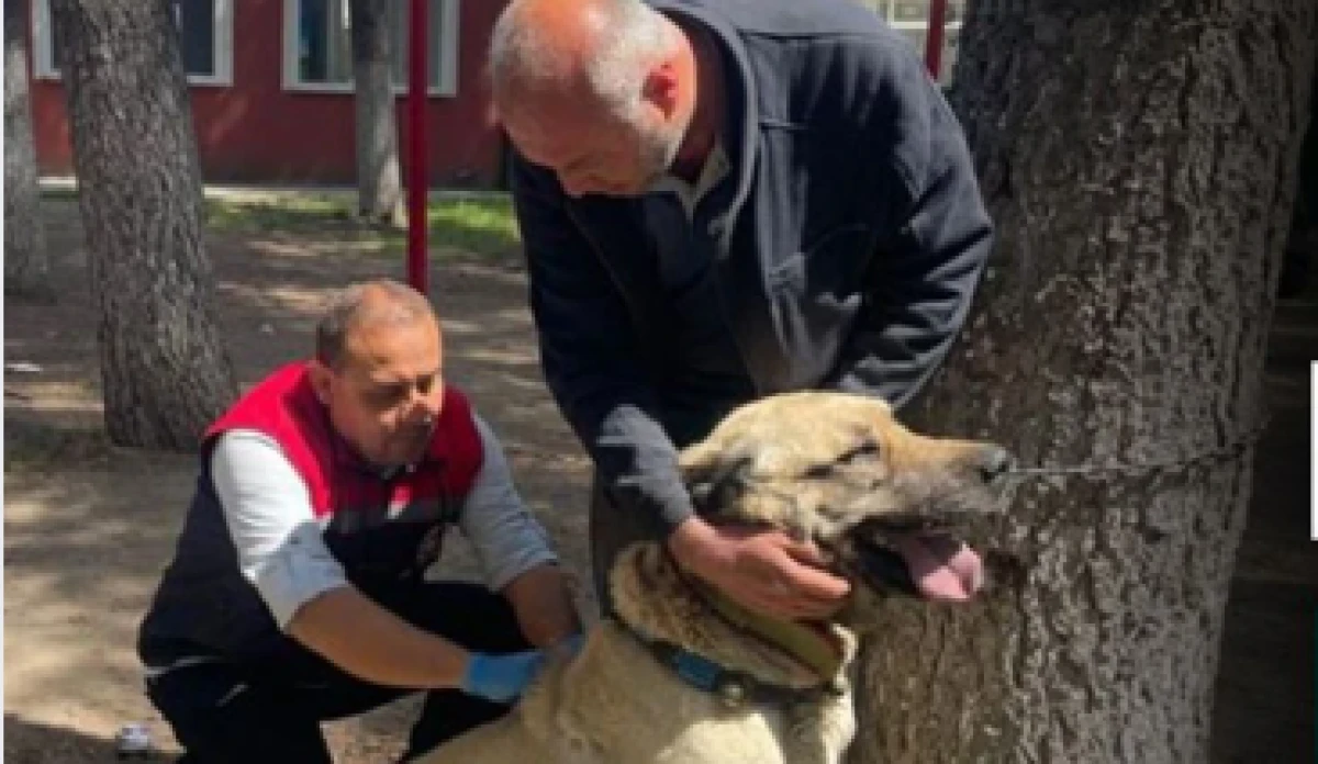 67 çoban köpeğine mikroçip takıldı