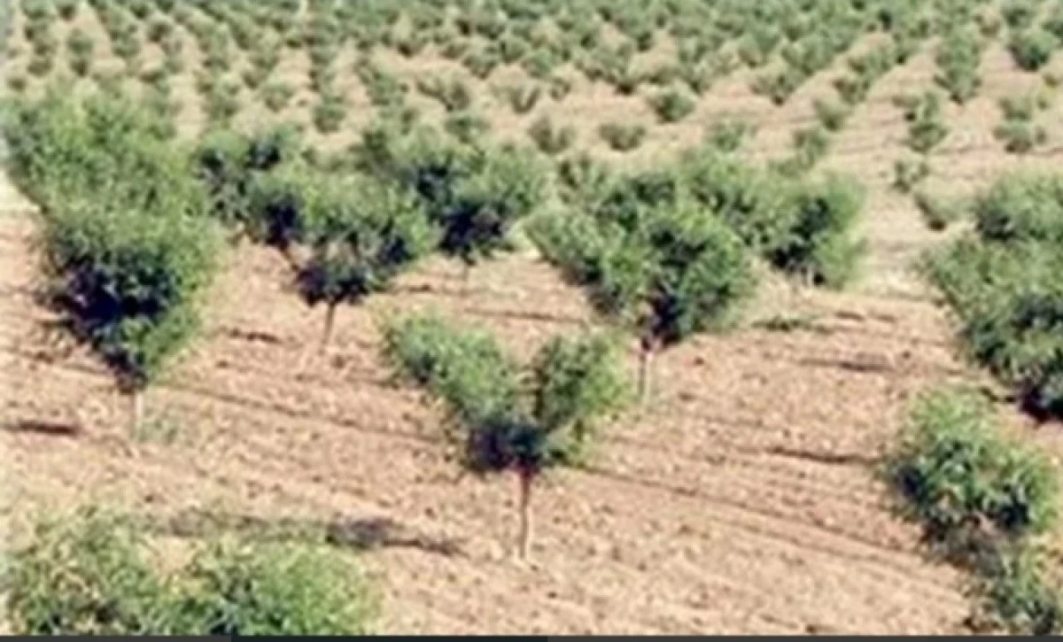 Ağaçlar bakımsızlıktan kuruyunca…