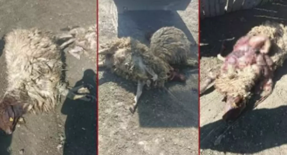 Ağıla Giren Kurt Koyunları Telef Etti