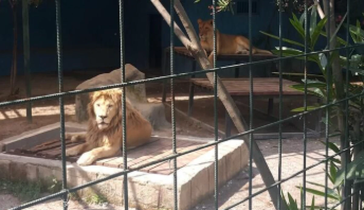 Antalya'da Korku Dolu Anlar: Parktan Kaçan Aslan Çiftçiye Saldırdı!