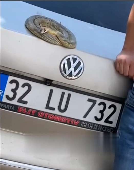 Arabasında Yılanla Poz Verdi