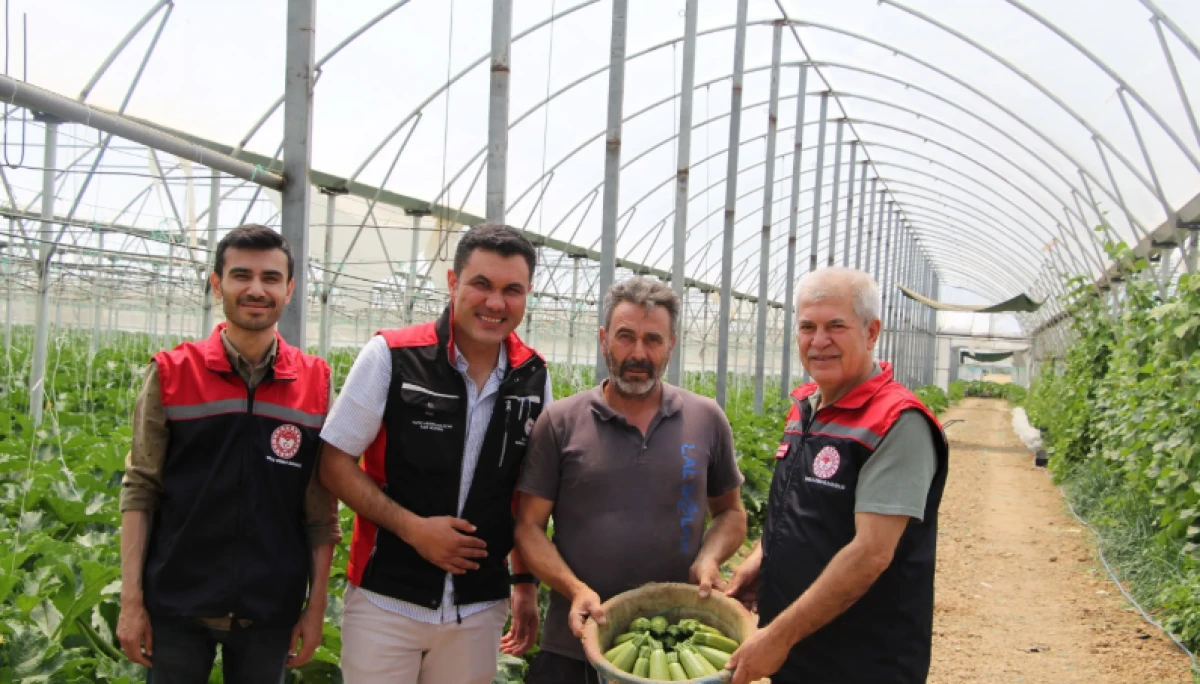 Atabey’de Kabak Hasadı Başladı