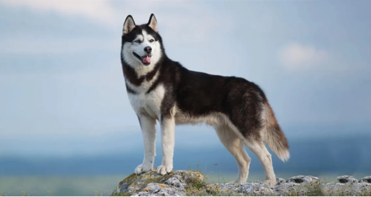 AVCI KÖPEKLERİ
