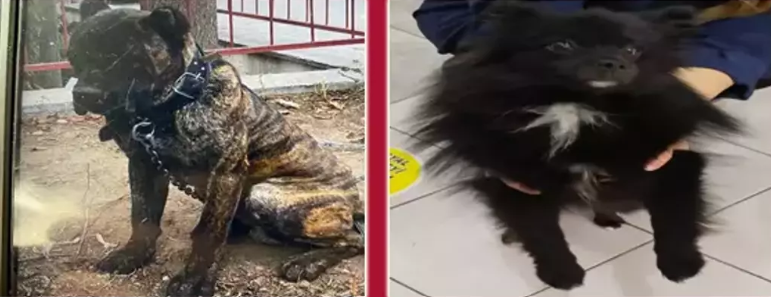 Çalınan Köpek ve Kediler Bulundu..