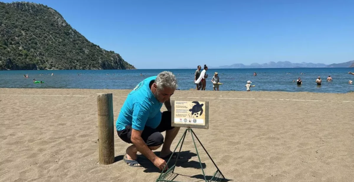 Caretta caretta Tuba, 5 yıl sonra geri döndü: İztuzu Plajı’na yuva yaptı! Rotasını 10 milyon kişi izledi