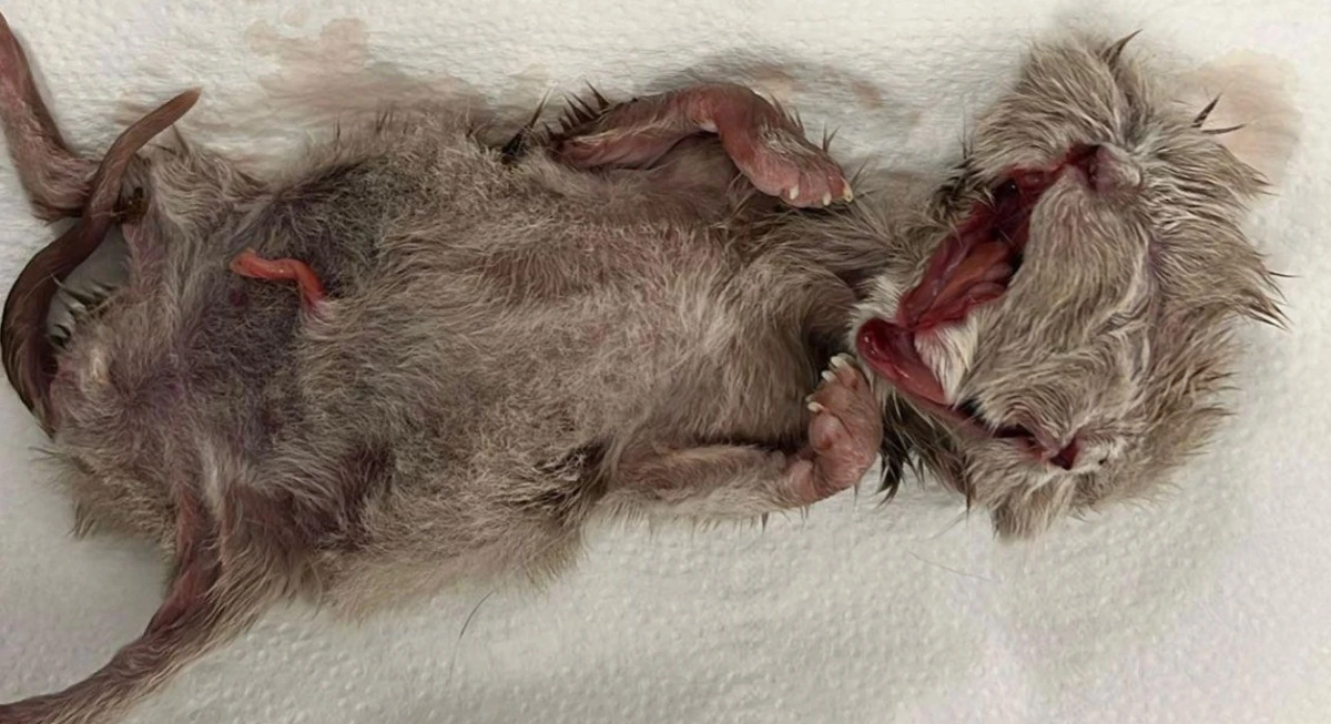 &Ccedil;ift Başlı Yavru Kedi D&uuml;nyaya Geldİ