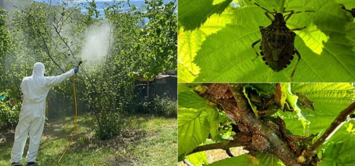 Çiftçiler dikkat! O ilaçları kullanmaya izin çıktı