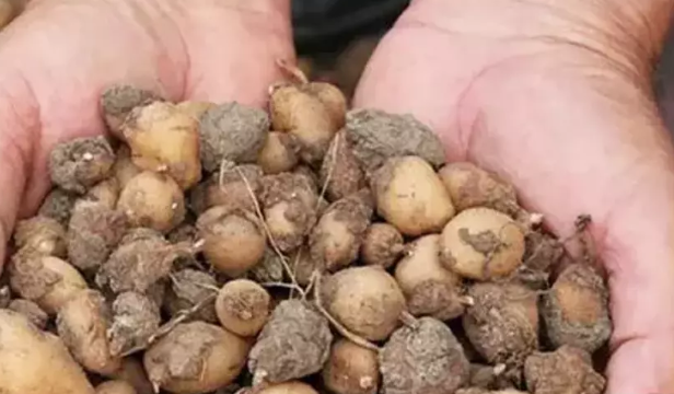 Duyan dikmeye koşuyor! Getirisi yedi sülaleyi doyuruyor...