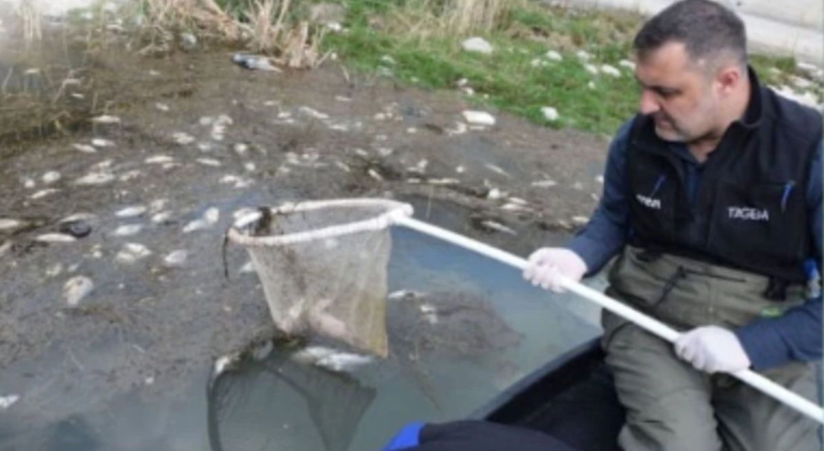 Eğirdir g&ouml;l&uuml;'nde balık &ouml;l&uuml;mleri inceleme altında