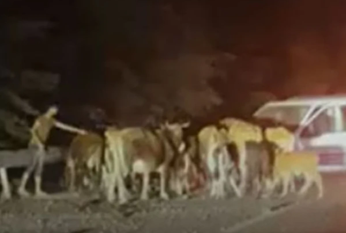 Eğirdir Yolunda Başıboş Köpekler Trafik Kazasına Yol Açtı