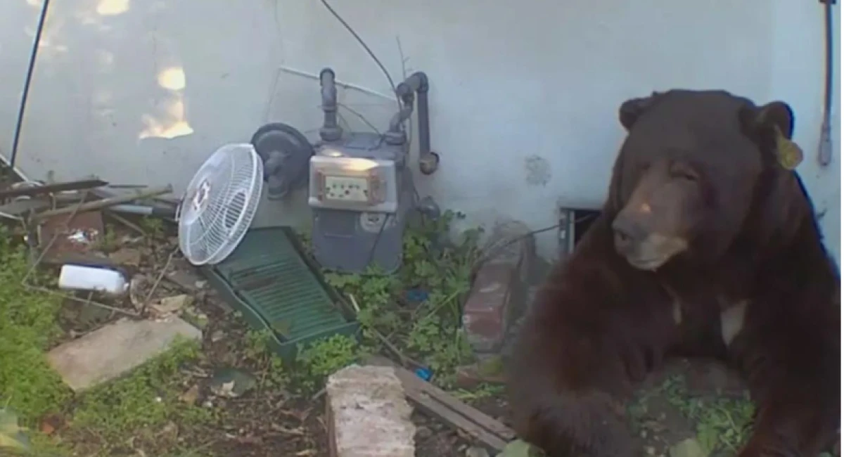 Evinin altından 200 kiloluk ayı çıktı