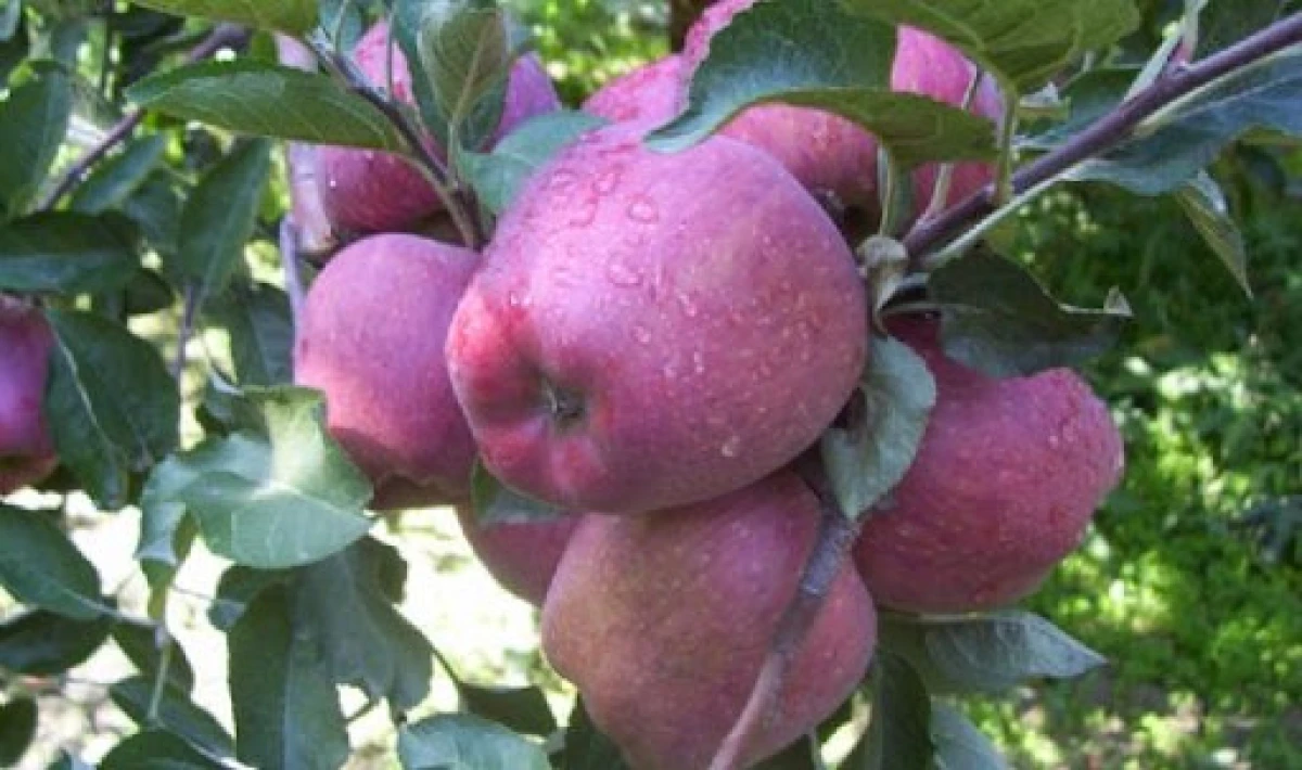 GELENDOST'UN ELMASI BU KEZ KOLONYAYA D&Ouml;N&Uuml;ŞT&Uuml;