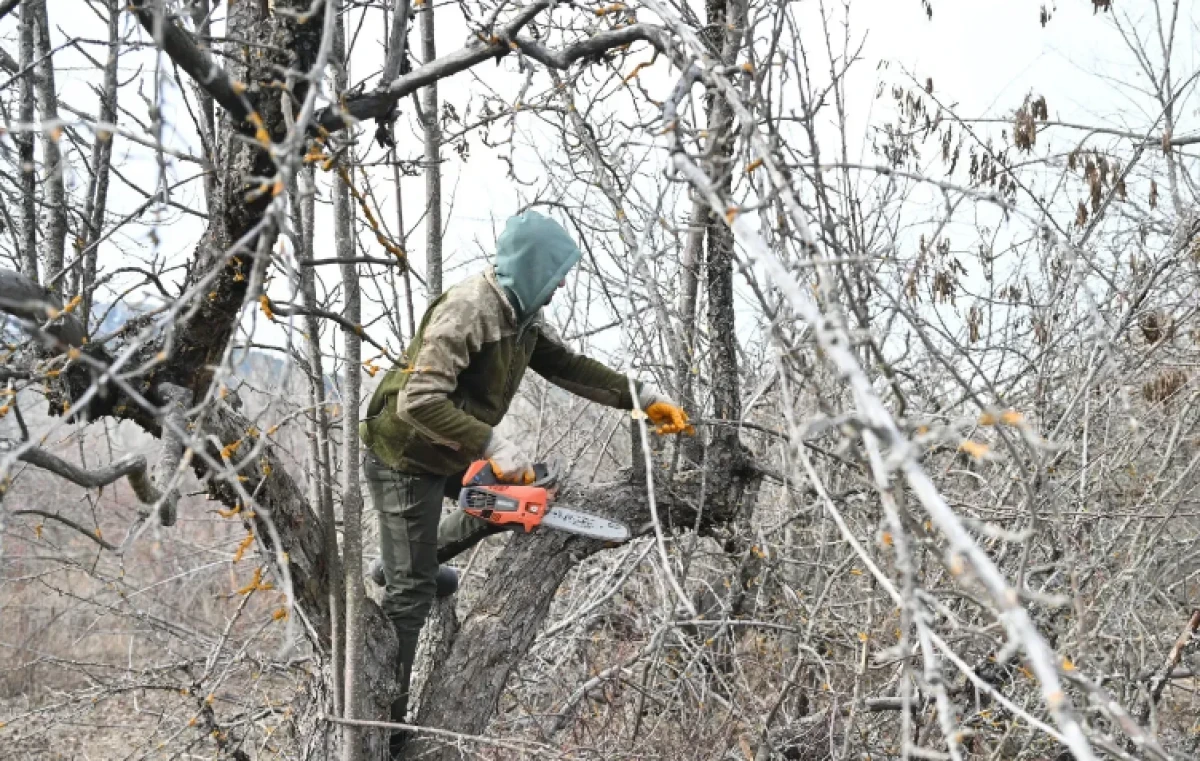 G&ouml;lc&uuml;k Tabiat Parkı&rsquo;nda elma bah&ccedil;eleri yeniden canlanıyor