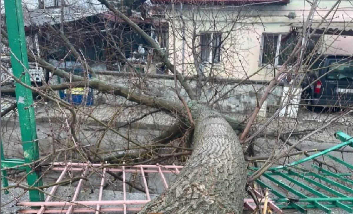 G&uuml;listan Mahallesi&rsquo;nde ağa&ccedil; k&ouml;k&uuml;nden s&ouml;k&uuml;ld&uuml;