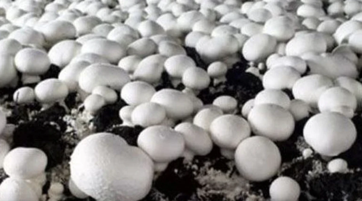 Isparta Mantarda Zirveye Oynuyor