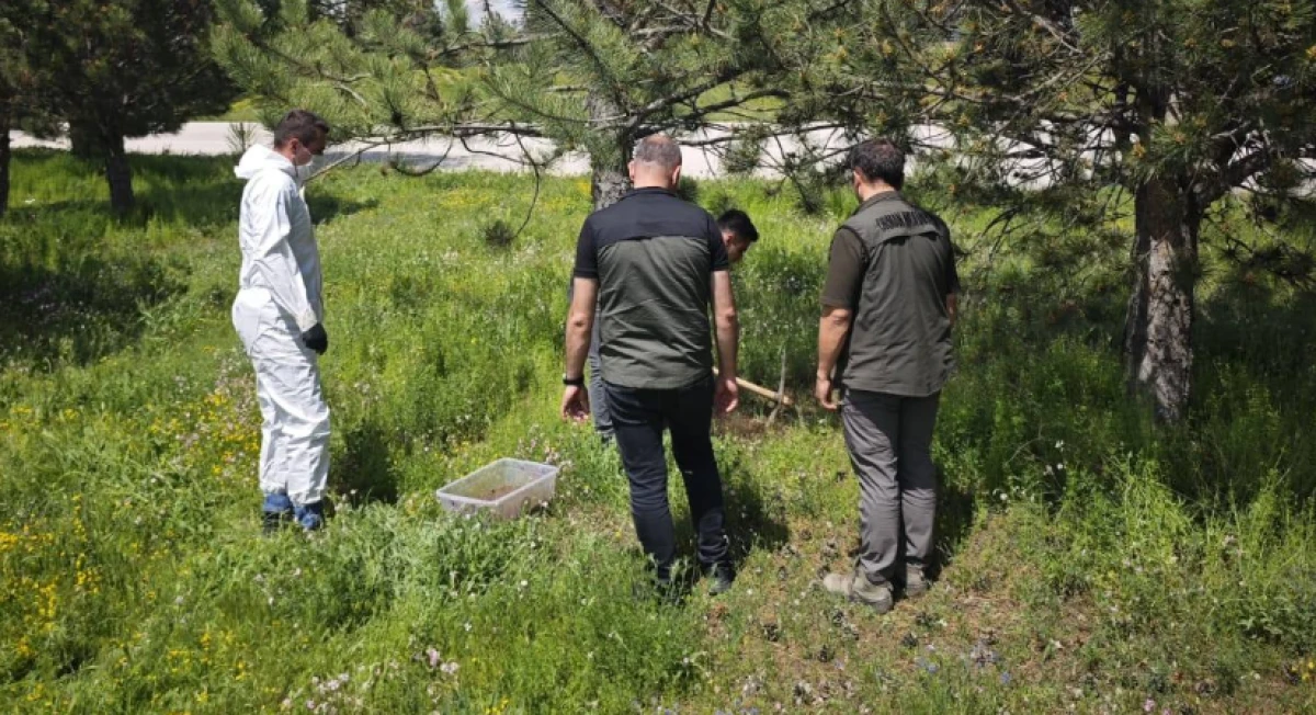 Isparta Ormanlarında “Terminatör Böcek” İş Başında