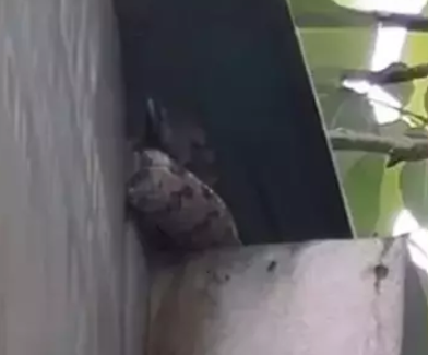 Isparta'da dev Yılan Korkusu..