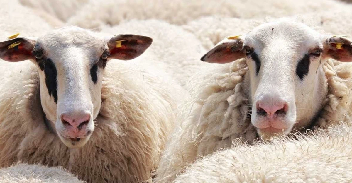 Isparta&rsquo;da Hayvancılığa Dev Destek