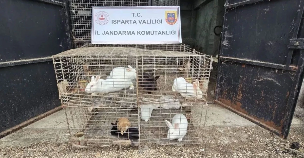 Isparta'da ka&ccedil;ak hayvan operasyonu