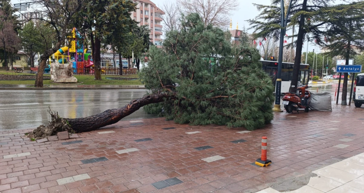 Isparta&rsquo;da Şiddetli Fırtına Ağacı K&ouml;k&uuml;nden S&ouml;kt&uuml;