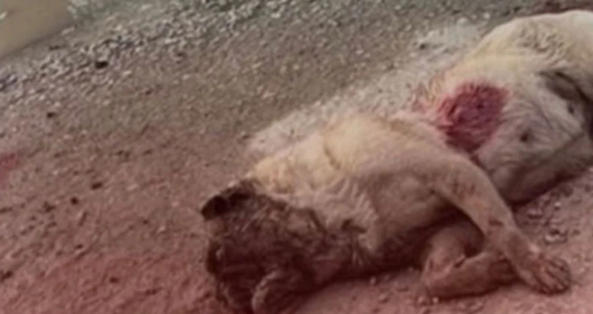 Isparta&rsquo;da vahşet durmuyor: Ramazan&rsquo;ın 2. G&uuml;n&uuml;nde bir k&ouml;pek daha t&uuml;fekle katledildi!