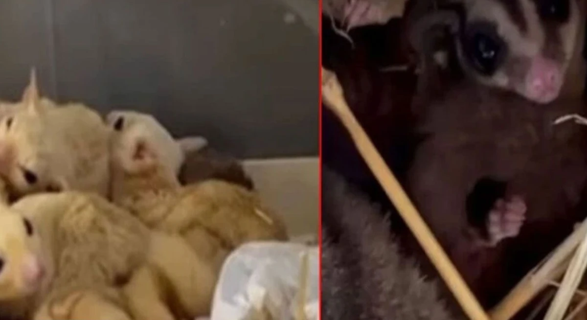 Isparta&rsquo;da Yasa Dışı Yaban Hayvanı Operasyonu