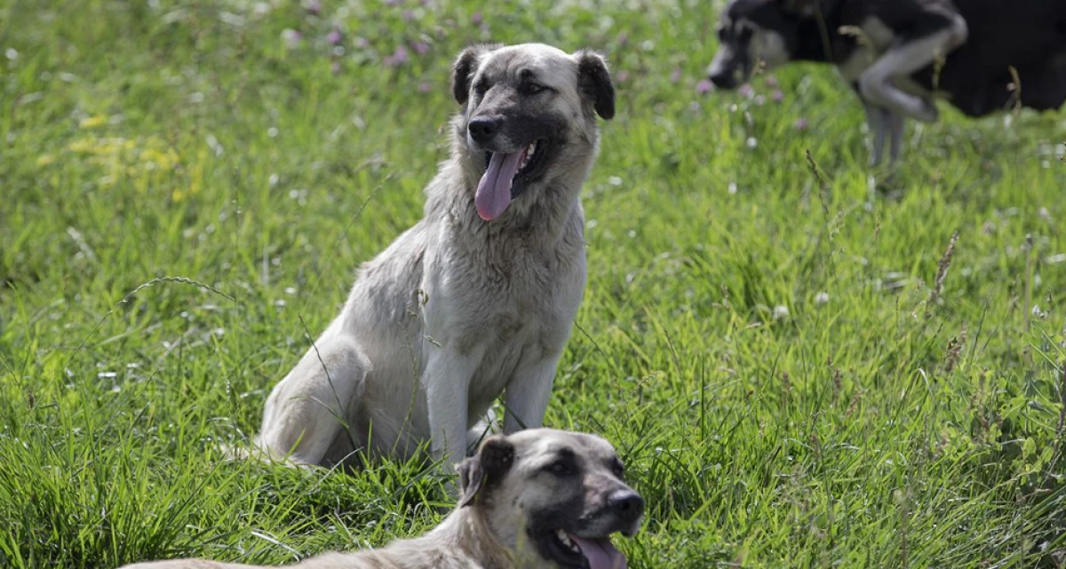 İstanbul'da sokak köpekleri kontrolsüz beslenemeyecek