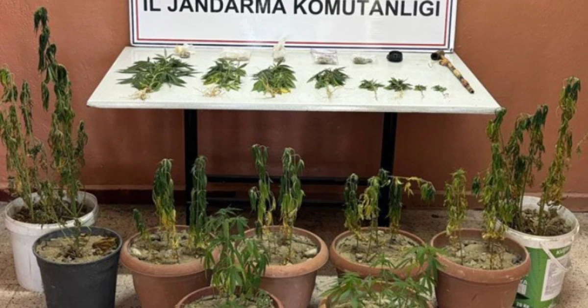 Jandarma’dan uyuşturucu operasyonu 65 kök kenevir ele geçirildi