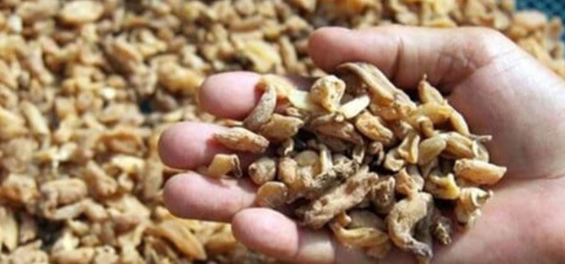 Kazancı büyük getiri sağlıyor! Duyan dikmeye gidiyor