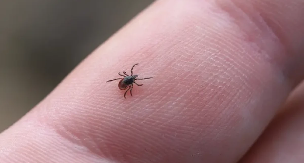 Kene Kabusu Yeniden Başladı! Kurban Bayramı &Ouml;ncesi Acil Uyarı