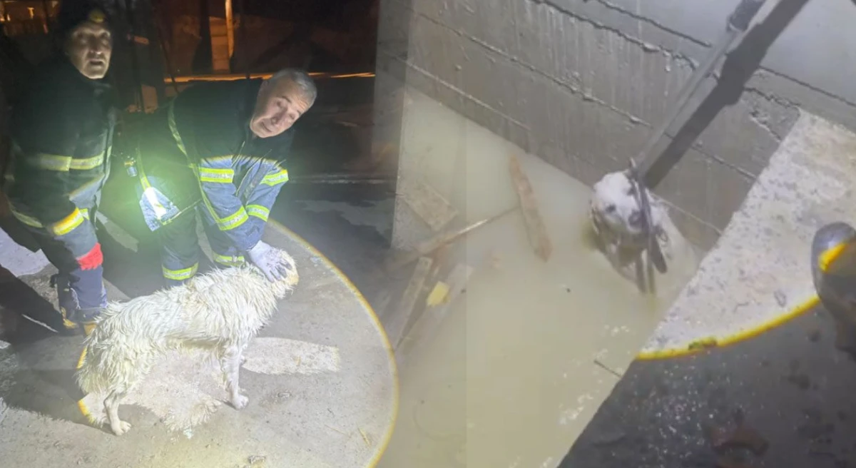 K&ouml;pek kurtarma operasyonu