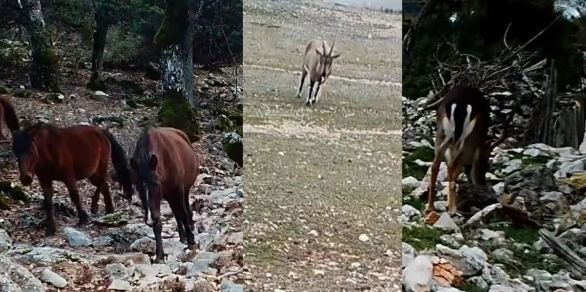 Kovada&rsquo;da Doğal Yaşam G&ouml;r&uuml;nt&uuml;lendi