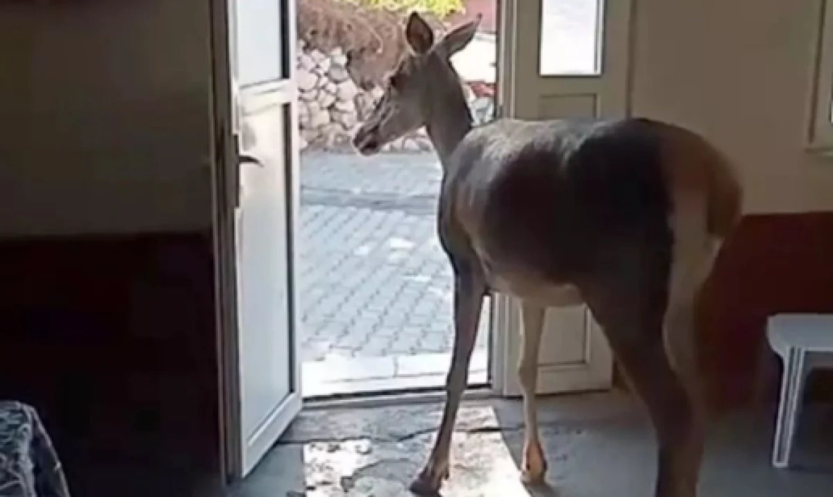 Köy kahvesinde geyik muhabbeti