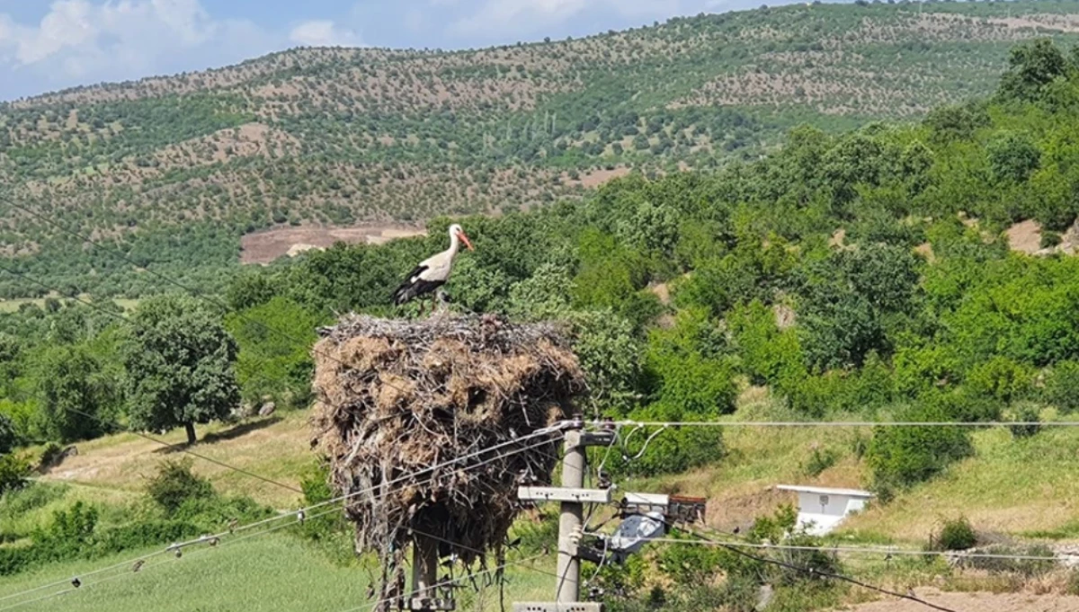 Manisa'da yıllardır aynı direğe yuva yapan leylekler için enerji hattının yeri değiştirildi