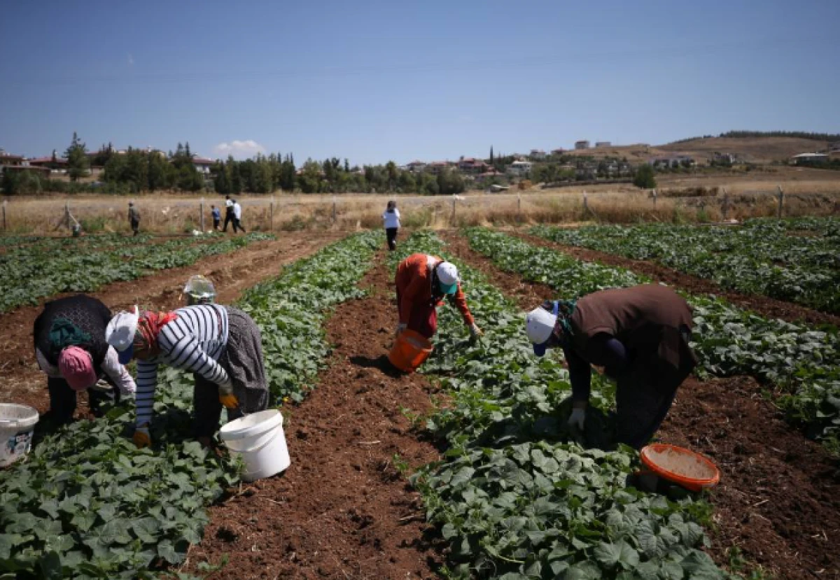 Mevsimlik iş&ccedil;iler i&ccedil;in &ouml;nemli projeler