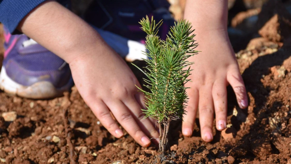 Milyonlarca fidan 11 Kasım'da toprakla buluşacak