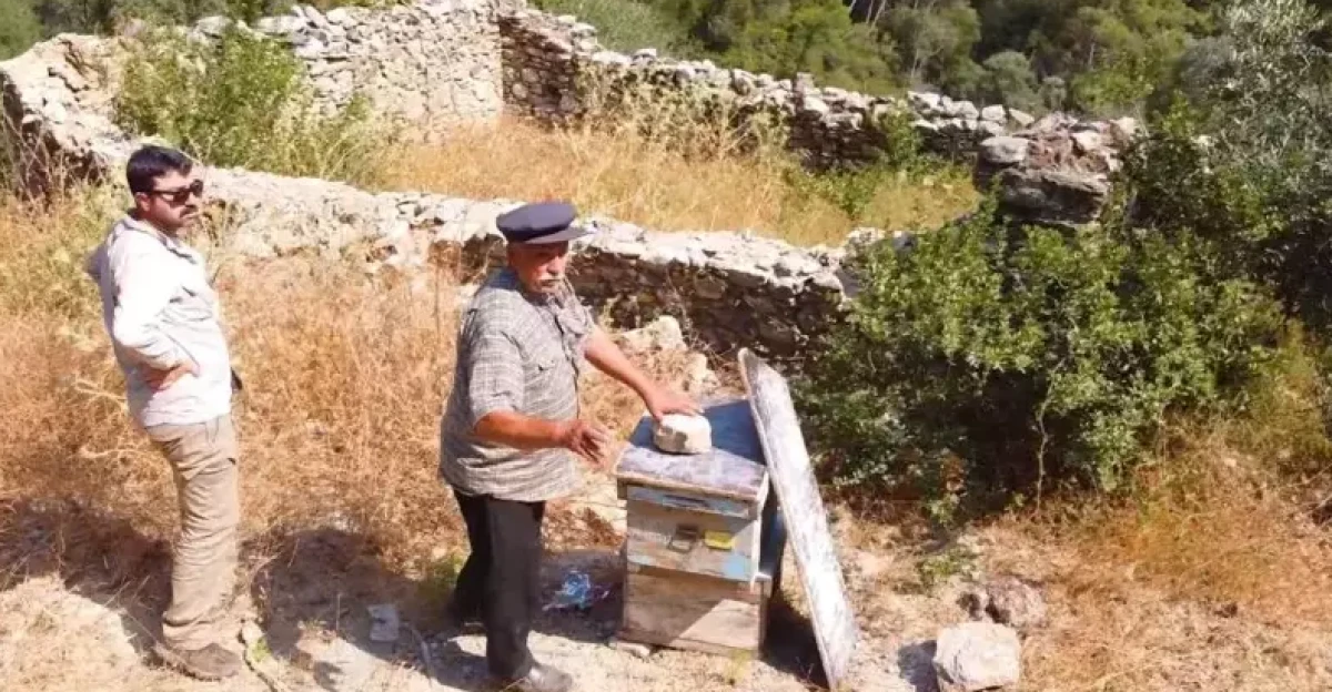 Muğla'da 'Bal Ormanları' i&ccedil;in tarihi restorasyon başladı! 1970'lerde terk edilen sistem arıcılığı kurtarmaya geliyor