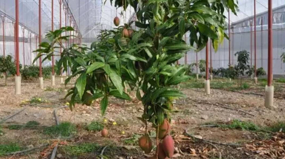 'Muz, avokado, mango gibi meyvelerin üretimini durdurun!' Bilim adamından Alanya ve Antalya'yı korkutan uyarı
