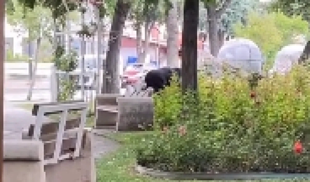 Parktaki Çiçekleri Toplayan Kadın Tepki Topladı
