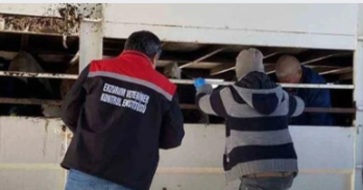 Şap Karantinasını İhlal Eden Besiciye Rekor Ceza