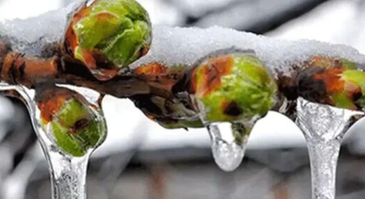 Tarım Ve Orman Bakanlığı&rsquo;ndan &lsquo;Zirai Don&rsquo; Uyarısı