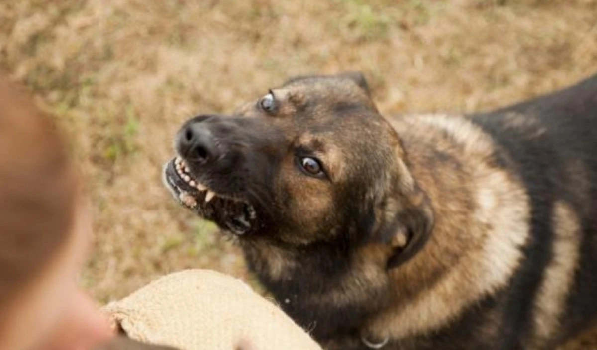 T&uuml;rkiye genelinde sokak hayvanlarının y&uuml;zde 75'i toplandı