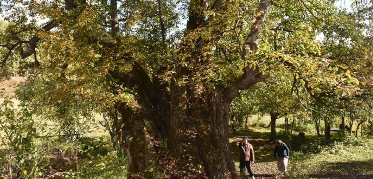 T&uuml;rkiye'de doğal miras kabul edilen 10 bin 503 anıt ağa&ccedil; koruma altında