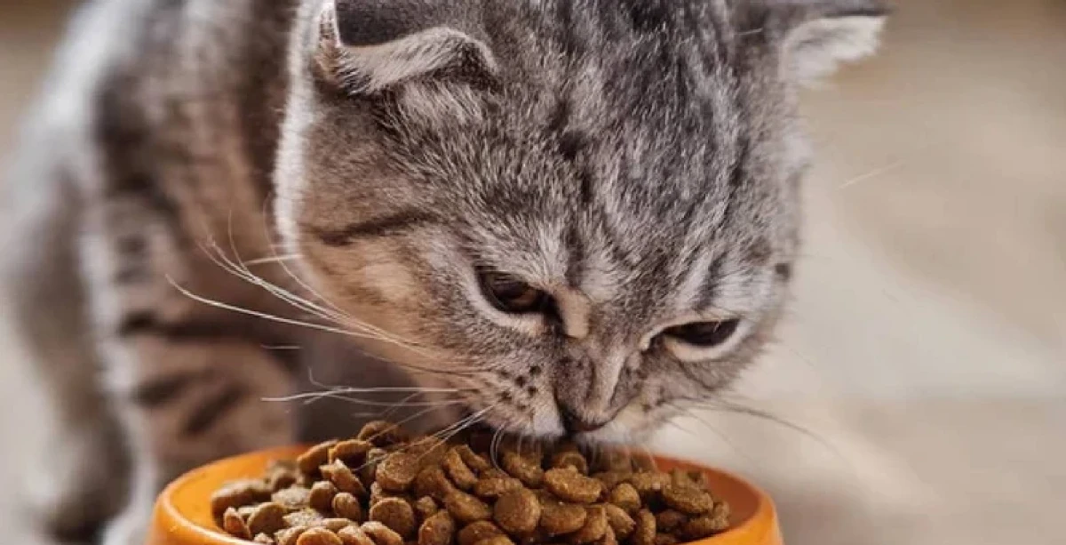 Ünlü Kedi Mamasının İçinden Çıktı! Pet Shop ve Marketlerden Toplatılıyor