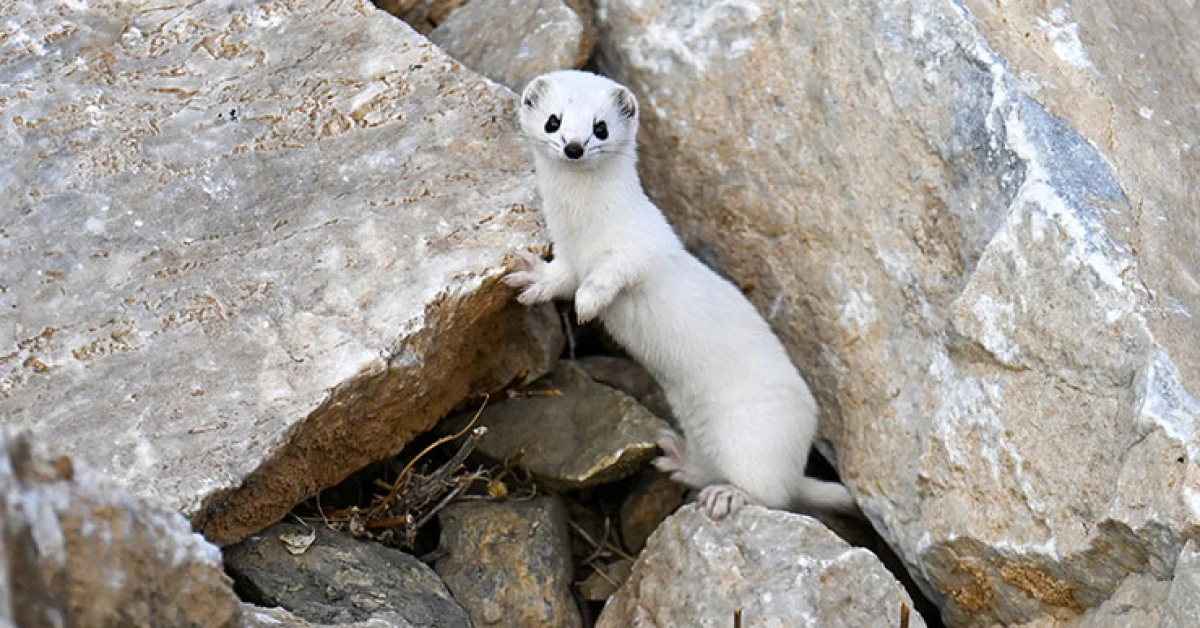 Van'da nesli koruma altındaki beyaz gelincik görüntülendi