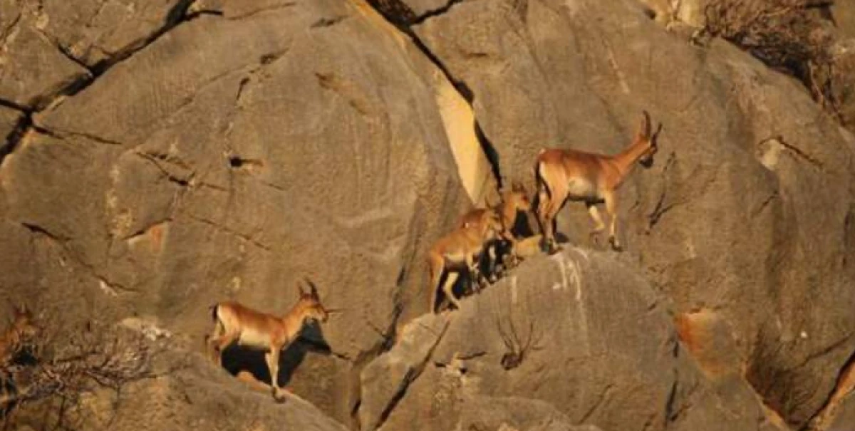 Yaban keçisi avlayan iki kişiye 970 bin 827 lira ceza