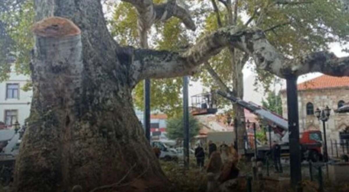 Yalva&ccedil; &ccedil;ınarlarının tarihteki &ouml;nemi