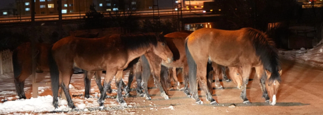 Yaylada aç kalan yılkı atları şehir merkezine indi