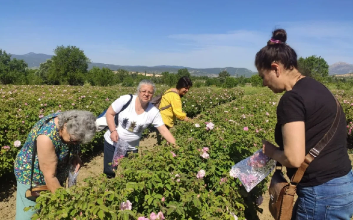 Zirai Don Bu Yılki Rekolteyi Olumsuz Yönde Etkiledi